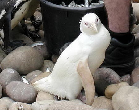 albino pinguin