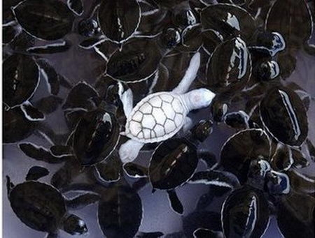 albino zeeschildpad