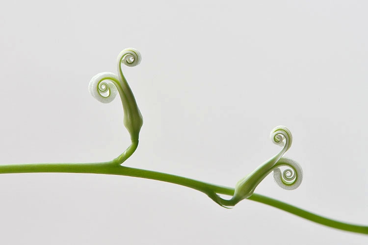 aloe aristata 7-2012 9583