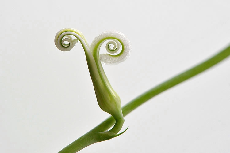 aloe aristata 7-2012 9597