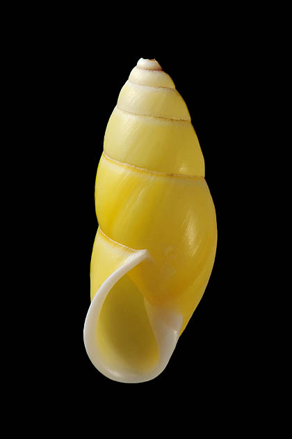 amphidromus quadrasi 2-2012 4460