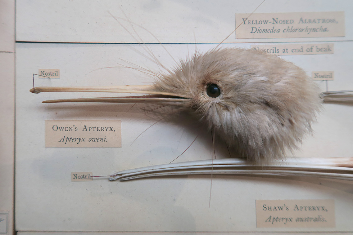 apteryx nhm 4-2018 5219