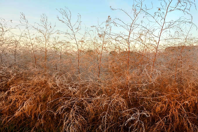 aspergeveld 11-2011 2887