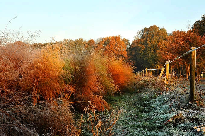 aspergeveld 11-2011 2961