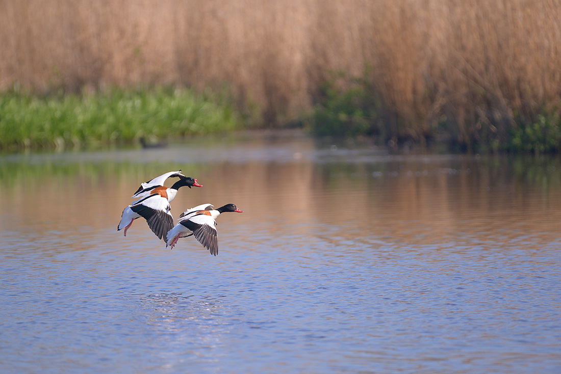 bergeenden (Tadorna tadorna) 4-2017 8213
