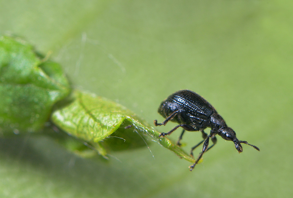 berkenbladroller (Deporaus betulae) 5-2014 8860