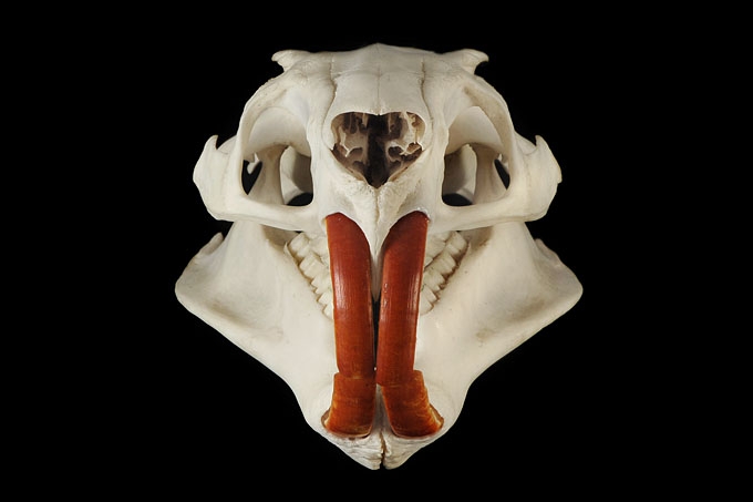 beverrat (myocastor coypus) 3273