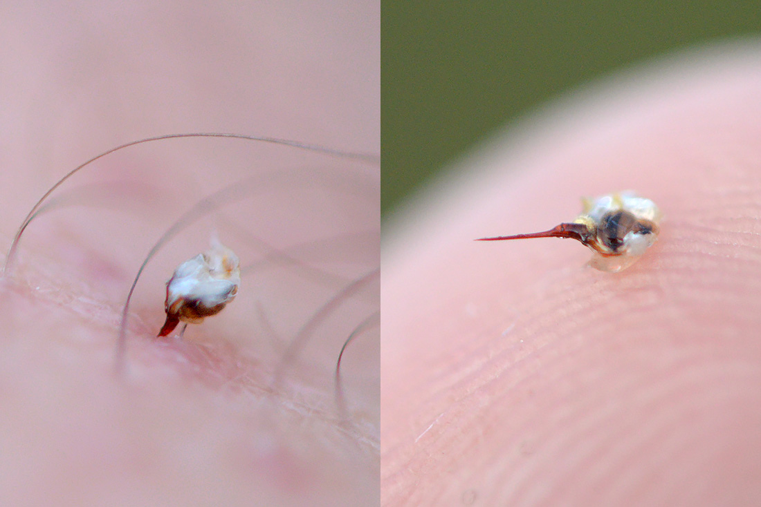 bijensteek en angel 7-2017 3108