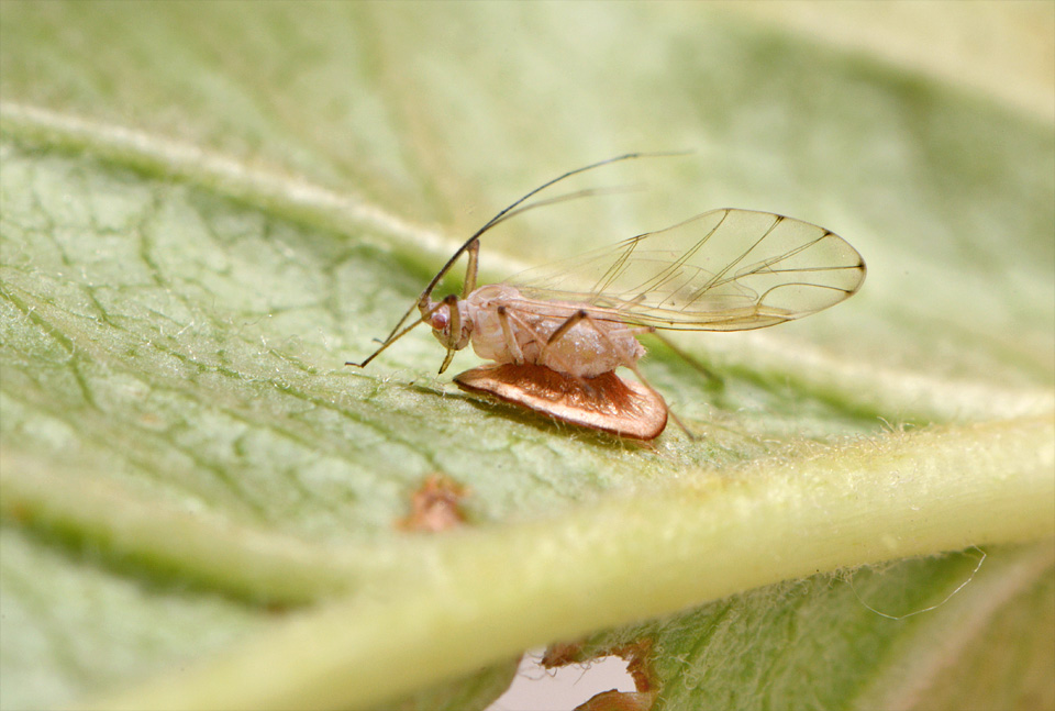 bladluismummie van discritulus planiceps 6-2015 2783