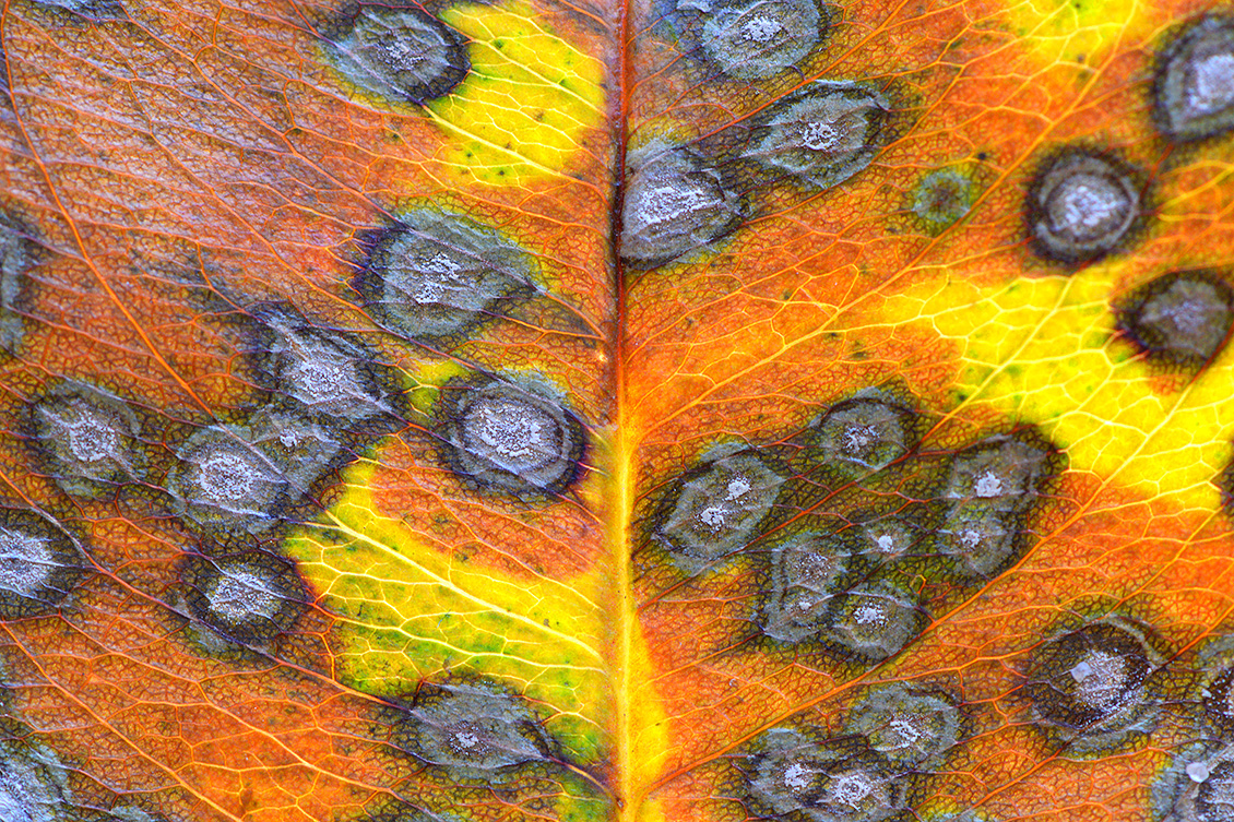 bladvlekziekte 10-2017 7627