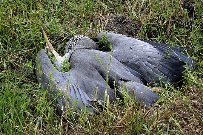 blauwe reiger (ardea cinerera) 06-2011 7885