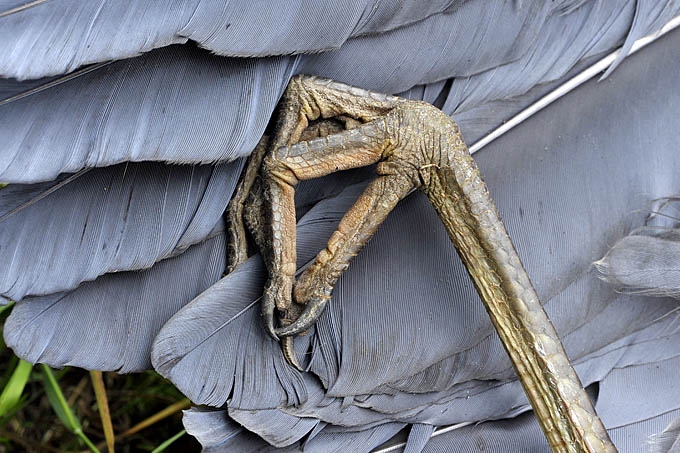 blauwe reiger (ardea cinerera) 06-2011 7892