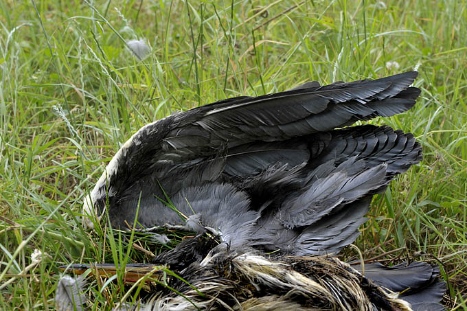 blauwe reiger (ardea cinerera) 06-2011 7900
