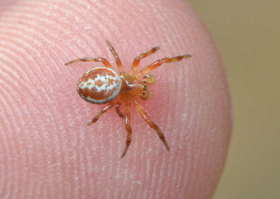 bonte komkommerspin (araniella displicata) 3-2014 8644