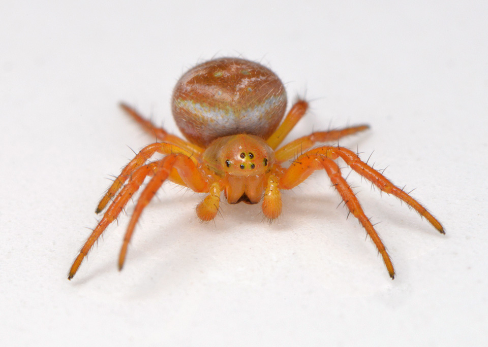 bonte komkommerspin (araniella displicata) 3-2014 8648