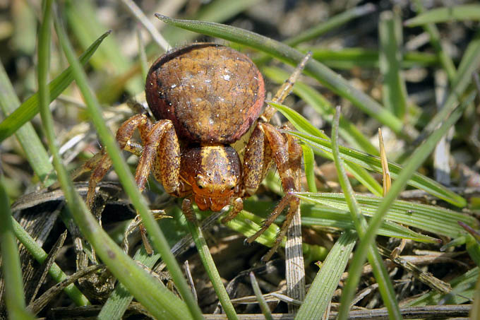 boskrabspin (xysticus lanio)