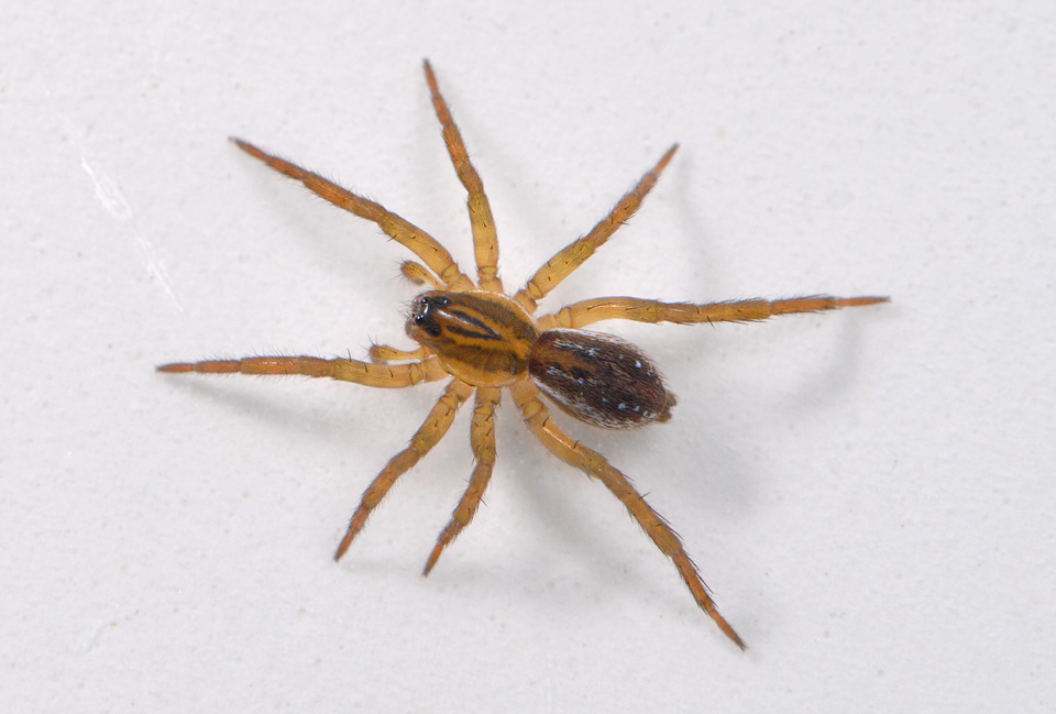 bospiraat (Pirata hygrophilus) 4-2014 8785