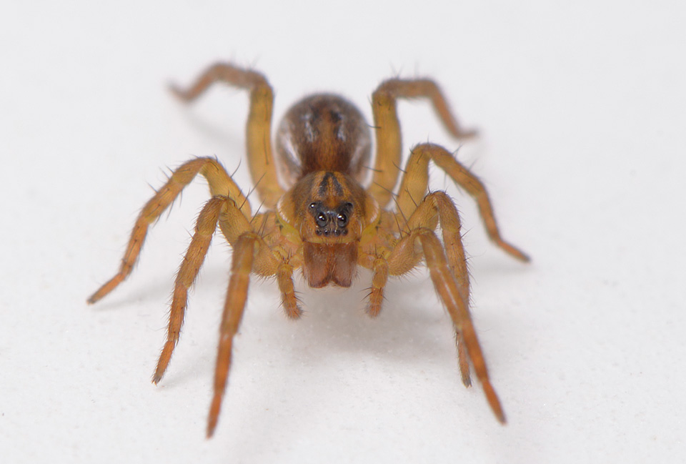 bospiraat (Pirata hygrophilus) 4-2014 8786