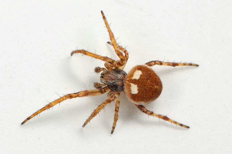 brede wielwebspin (Agalenatea ridii)  1-2013 2042-