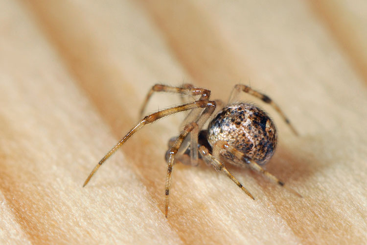 broeikasspin (achaearanea tepidariorum) 5-2012 8533