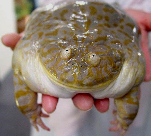 budgets kikker (lepidobatrachus laevis)