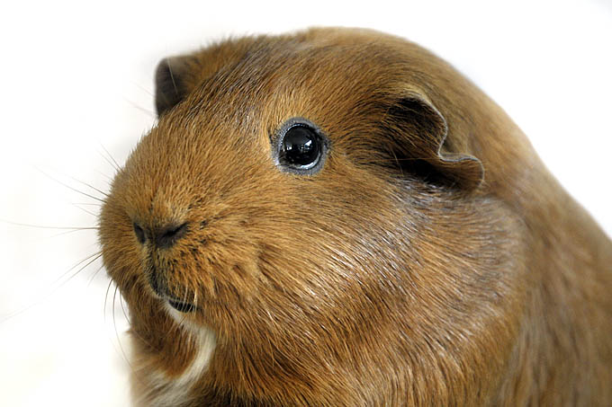 cavia (cavia porcellus) 3520