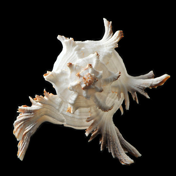 chicoreus cichoreum 4-2012 4171