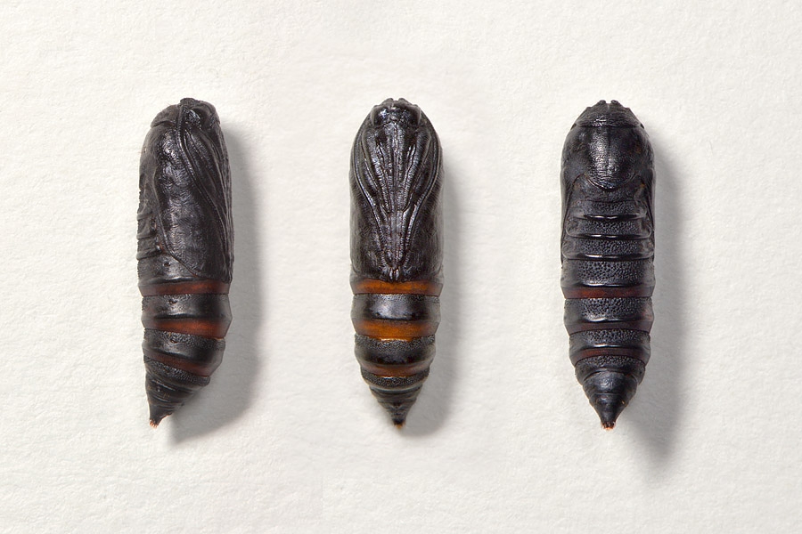chrysalis bastardsatijnvlinder (Euproctis chrysorrhoea) 9-2013 6973