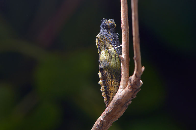 chrysalis koninginnepage (papilio machaon) 9-2013 3579