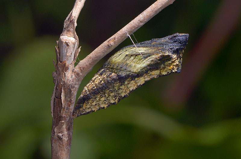 chrysalis koninginnepage (papilio machaon) 9-2013 3587