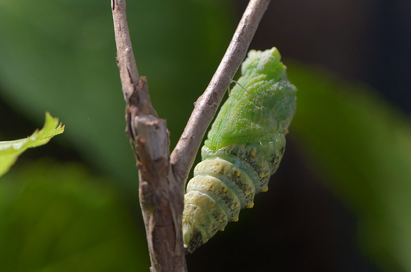 chrysalis koninginnepage (papilio machon) 9-2013 3499