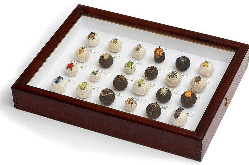 claire moynihan bugballs