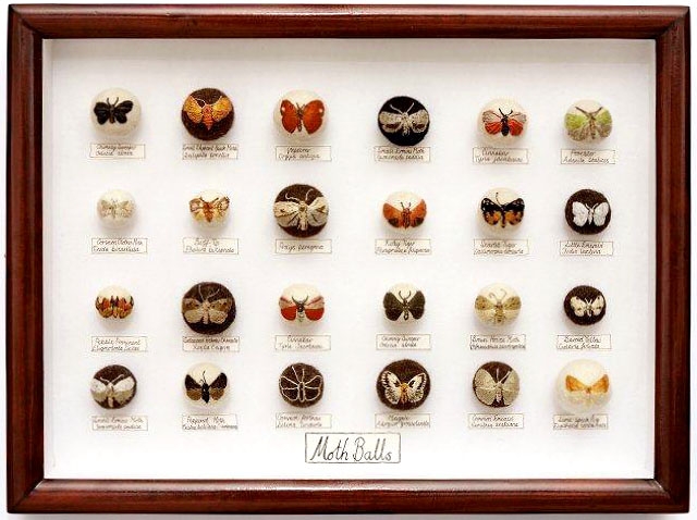 claire moynihan motteballen