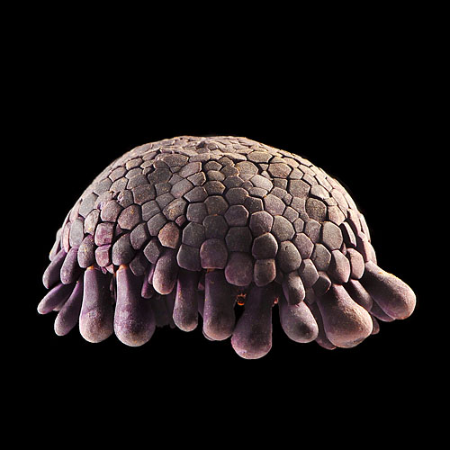 colobocentrotus atratus 11-2012 1453