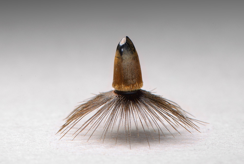 crupina vulgaris 8-2015 3340