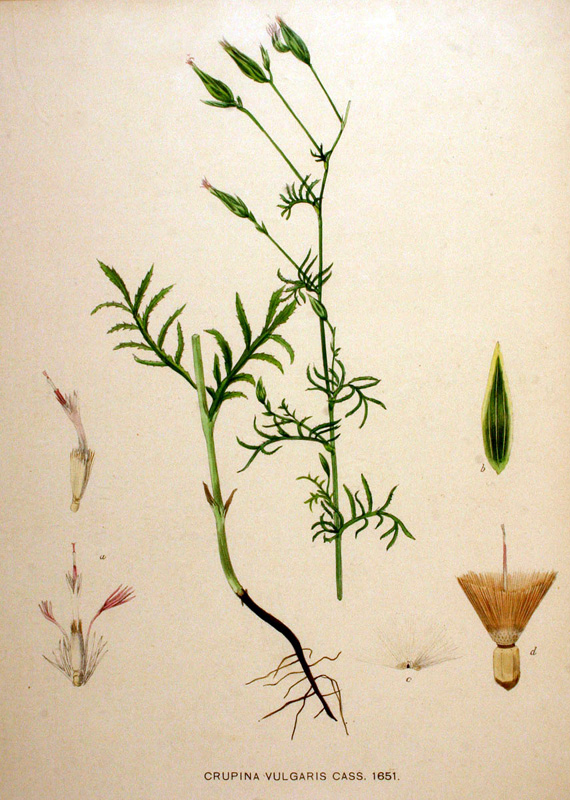 crupina vulgaris 9-2015 9439