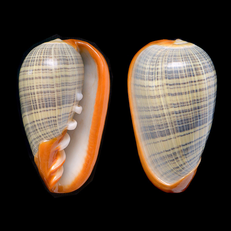 cryptospira elegans 7-2015