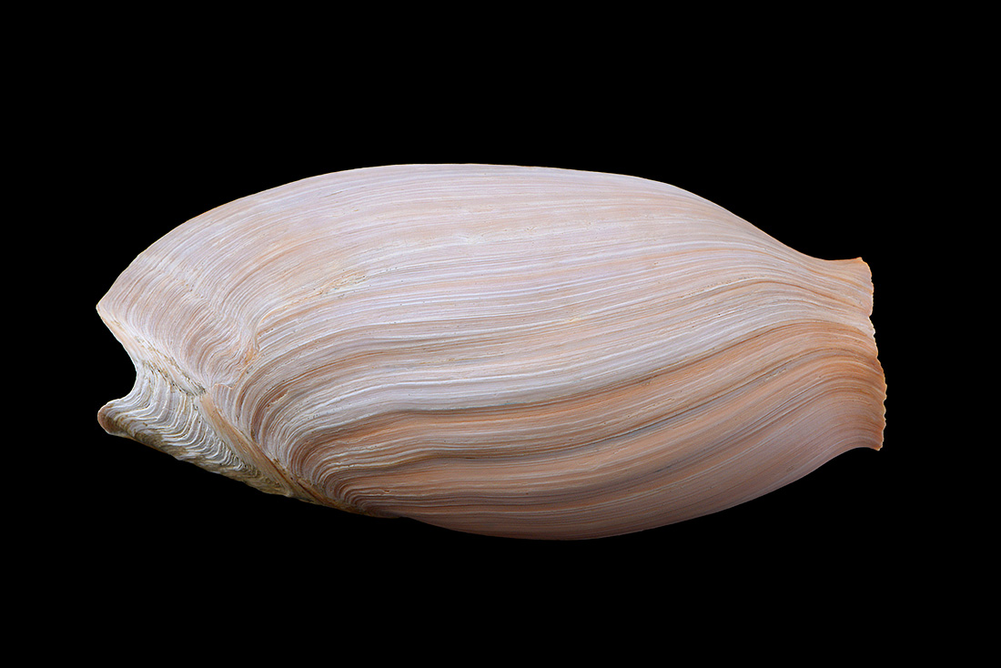 cymbium glans 5-2017 0896