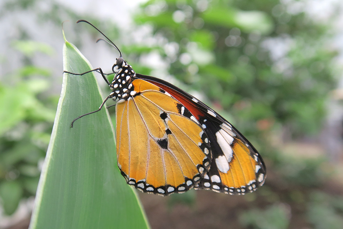 danaus chrysippus 4-2018 5436