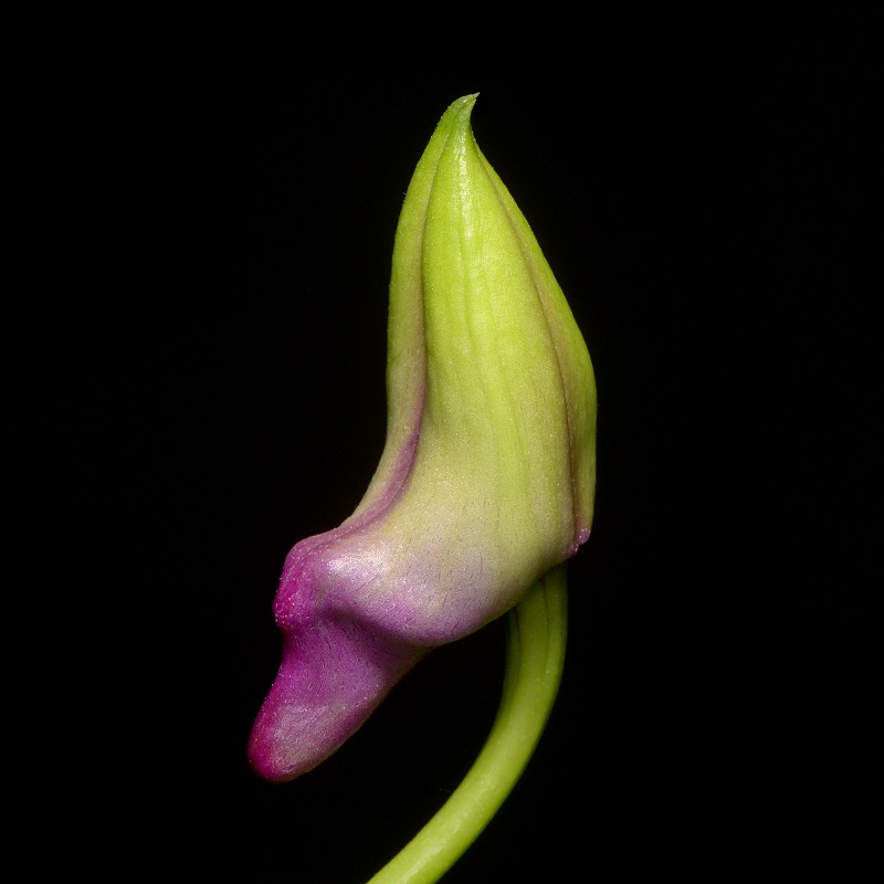 dendrobium polar fire 7-2015 3006