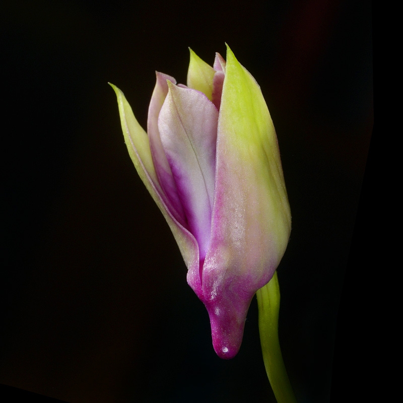 dendrobium polar fire 7-2015 3110