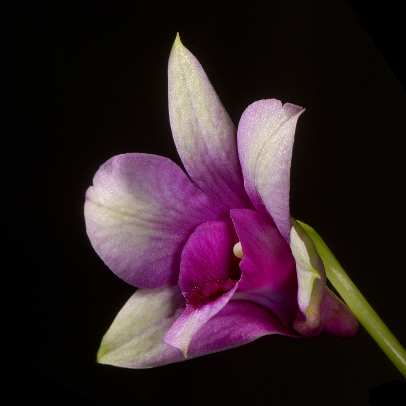 dendrobium polar fire 7-2015 3111