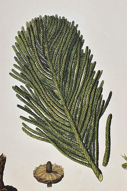 detail ferdinand bauer