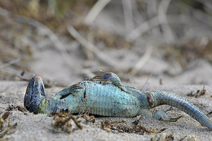 dode duinhagedis castricum 05-2011 3146