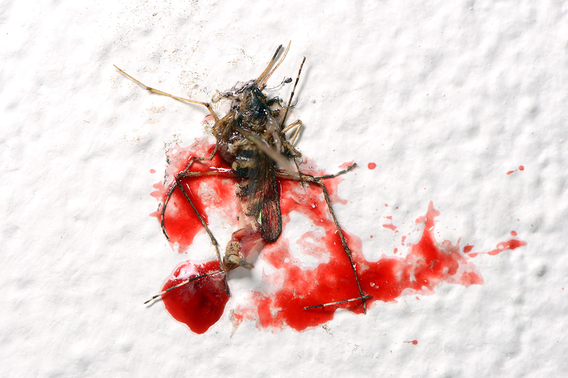 dode steekmug (Culex pipiens) 6-2018 3969