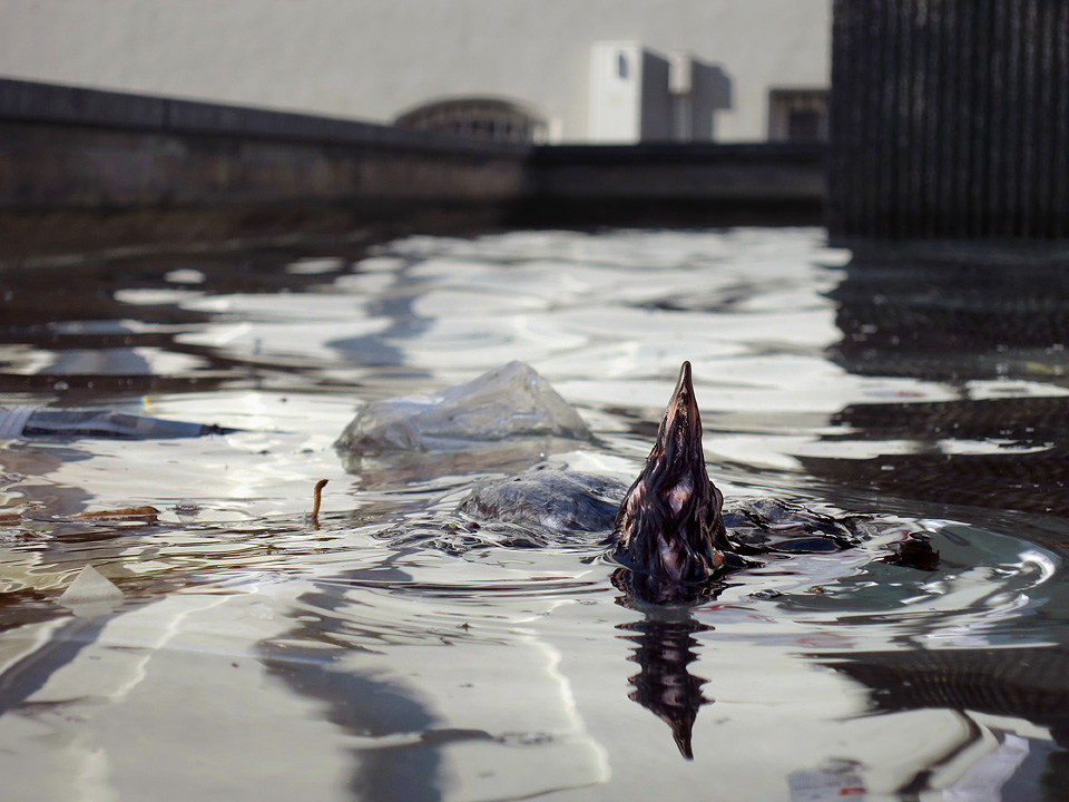 dode vogel in fontein 10-2015 7539