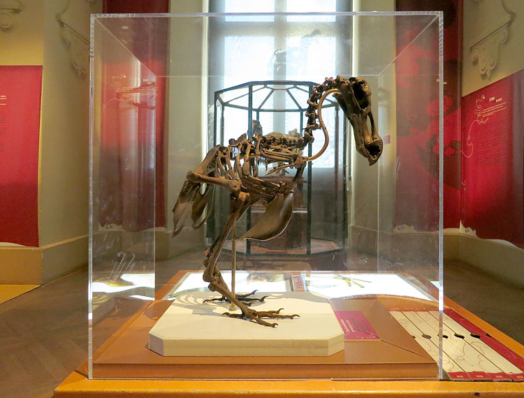 dodo jardin des plantes 5-2013 1360