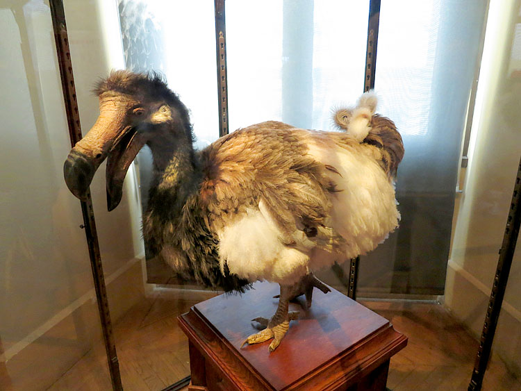 dodo jardin des plantes 5-2013 1361
