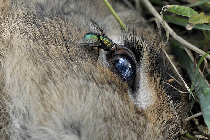 dood konijn 10-2010 0104