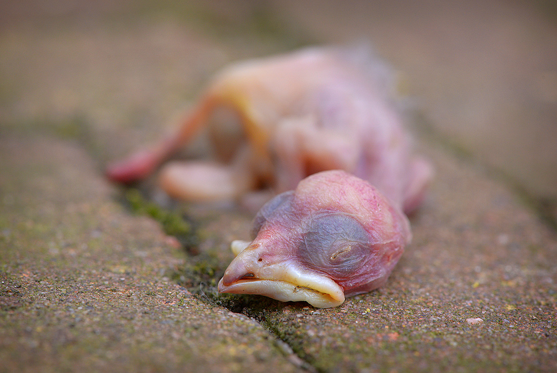 dood kuiken 5-2017 0572